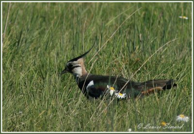 Vanneau huppé / Northern Lapwing
