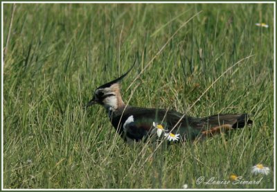 Vanneau hupp / Northern Lapwing