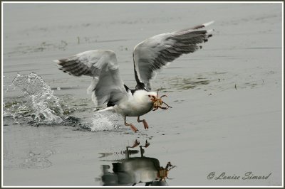 Goland marin / Great Black-backed Gull