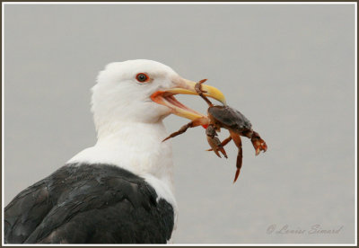 Goland marin / Great Black-backed Gull