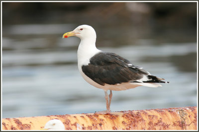 Goéland marin / Great Black-backed Gull