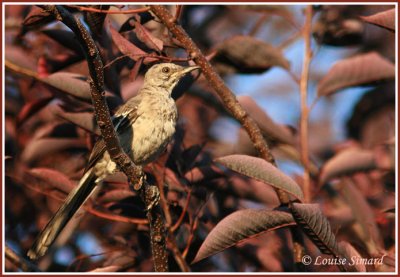 Moqueur polyglotte juvnile / Northern Mockingbird