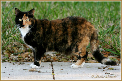 Chat calico (tricolore) / Calico Cat 