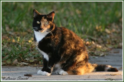 Chat calico (tricolore) / Calico Cat 
