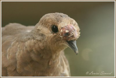 Tourterelle triste / Mourning Dove