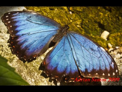 Butterfly Rainforest 09
