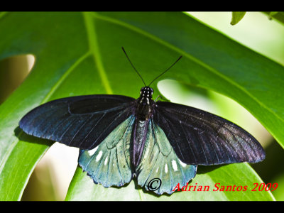 Butterfly Rainforest 09