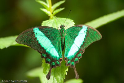 Butterfly Rainforest