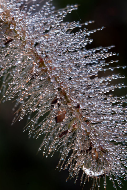 a grass seed head dedecked in dew droplets