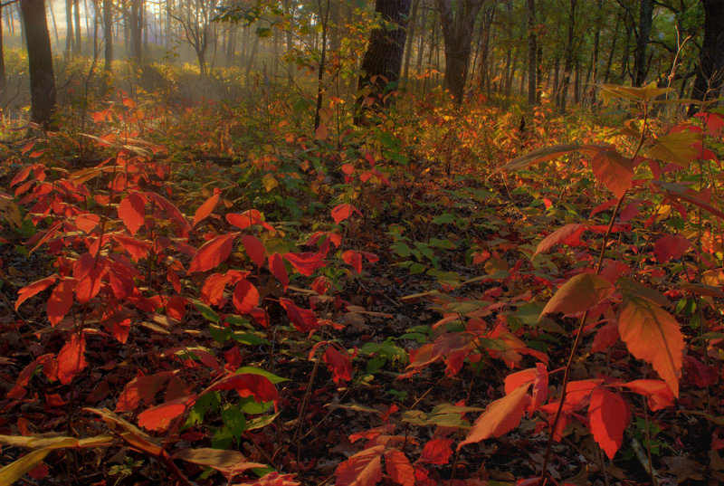 October red