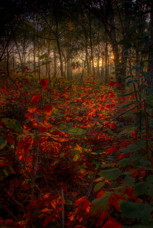 Fragrant Sumac lit up by the first rays of the sun