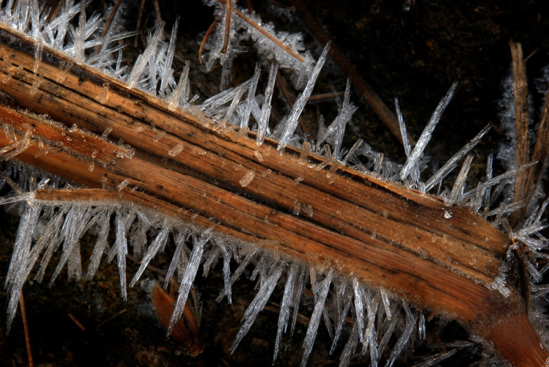 frost on grass stalk