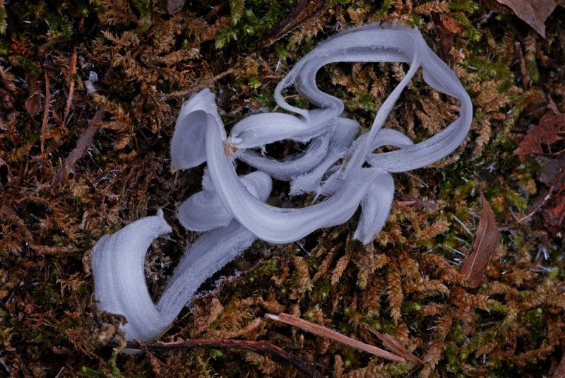 Frost Flower II