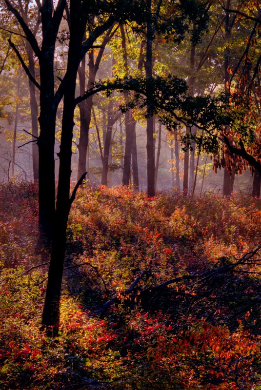 morning mist