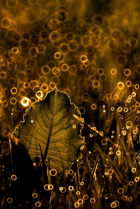 back lit dewy grass on  a glade