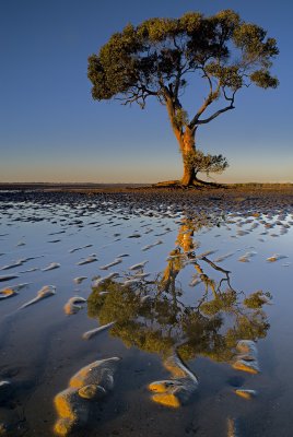 Mangrove Tree with reflection