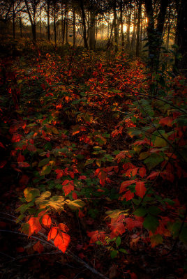 carpet the forest in red