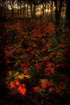 The colour of leaves