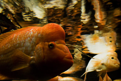 red devil cichlid