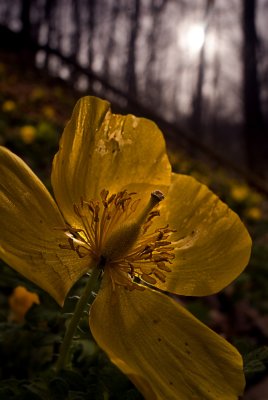 Celandine Poppy