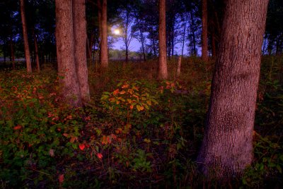 Full Moon Setting at Sunrise in the Savanah