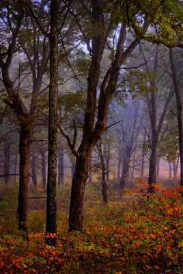 open forest scene