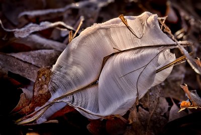 Frost Flower