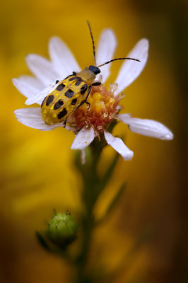 Spotted Cucumber Beetle on a wild Aster