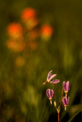 shooting star and out-of-focus paintbrush