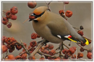 Jaseur Boreal / Bohemian Waxwing