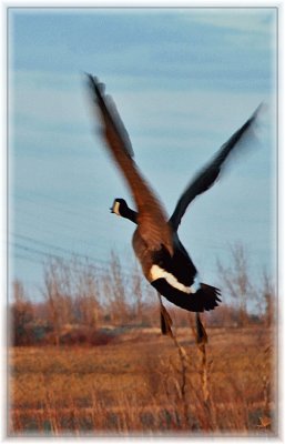 Canada Goose