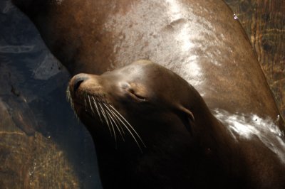 Sea Lion Newport, Oregon.