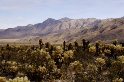 Joshua Tree National Park Cactus Bigelow