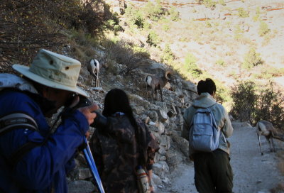 Grand Canyon, Bright Angel trail