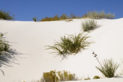 White Sands, New Mexico