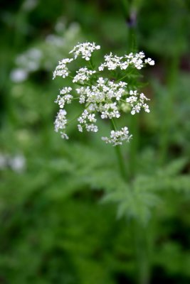 Beautiful Wild Flowers