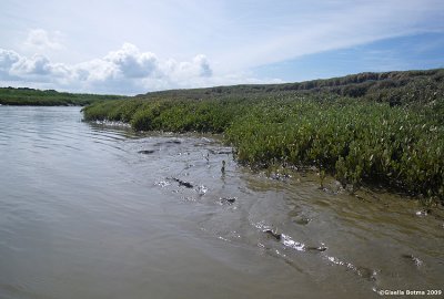 low tide, muddy shores