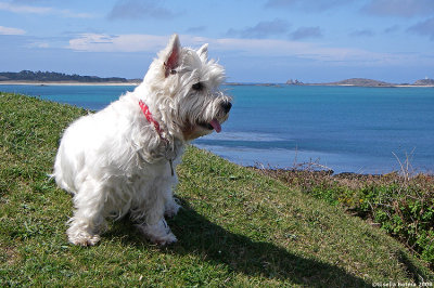 Scilly dog