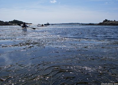 paddling in seaweed