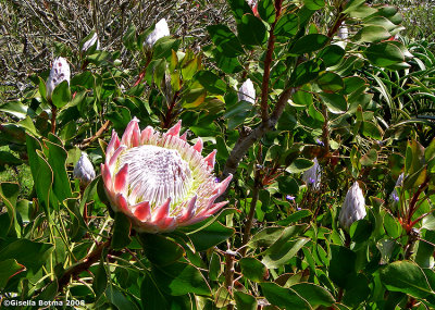 tropical flower