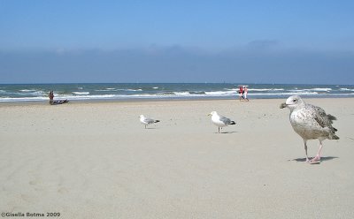 beach at Zandvoort