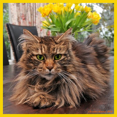 longhair cat 2
