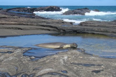 Hawaiian Monk Seal 11.JPG