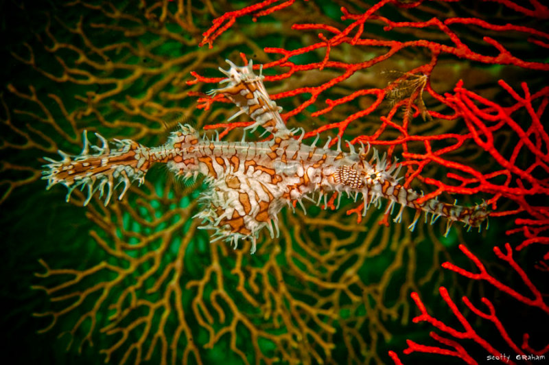 GhostPipeFish2.jpg