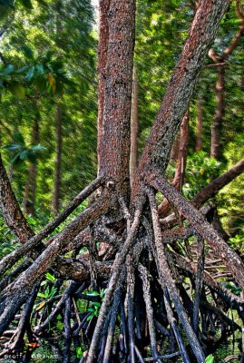 MangroveTree.jpg