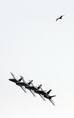 Blue Angels meet white gull.jpg