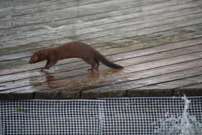 mink