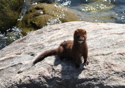 mink