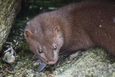 mink