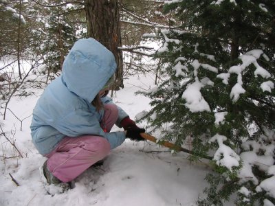 tree cutting.jpeg